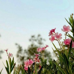 تلاوات