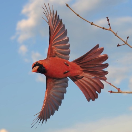 Where The Songbird Flies