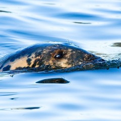 Reflections On The Seals