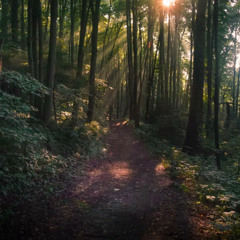 twilight forest