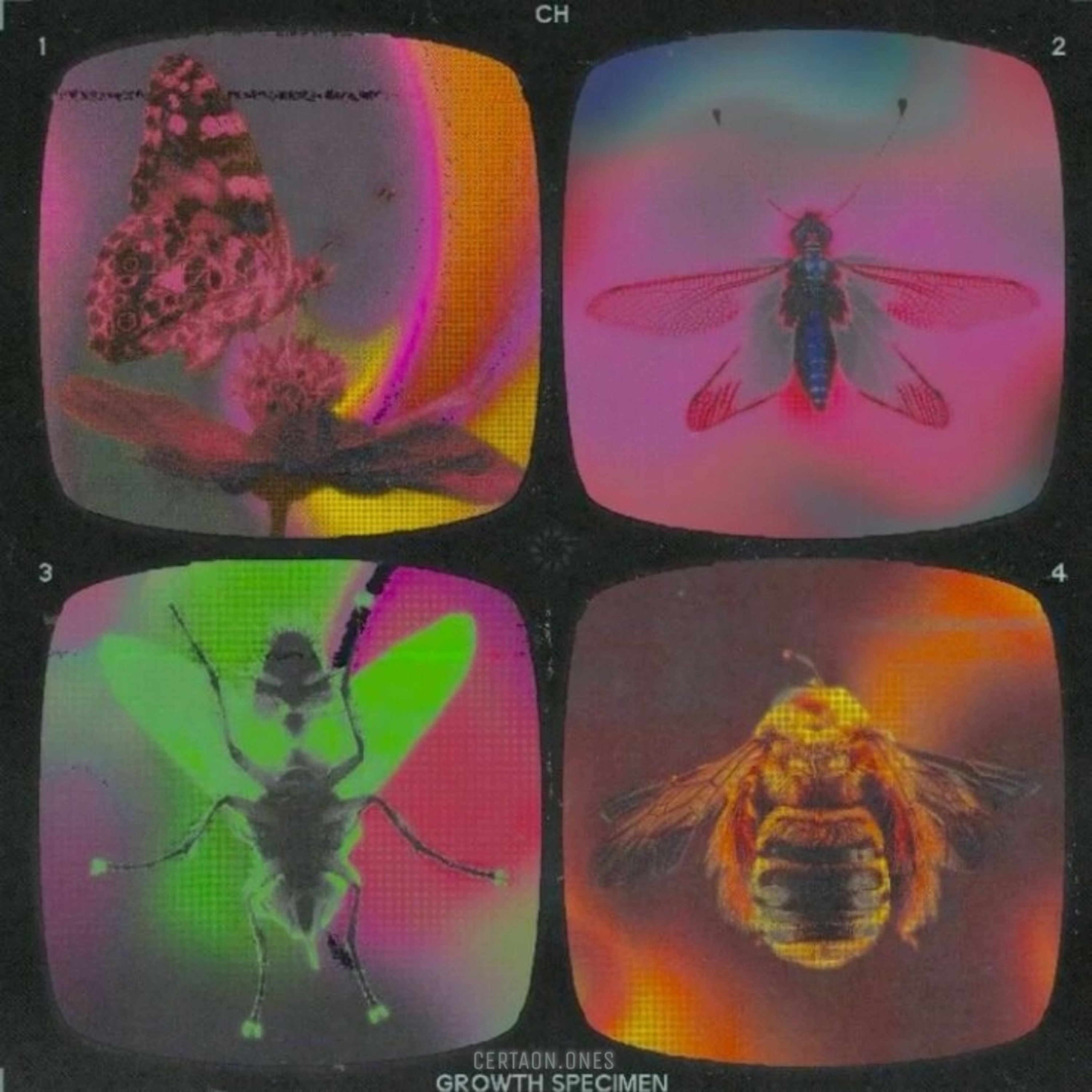 GROWTH SPECIMEN | BOBBY CRAVES • DZL • WHICHCRAFT • Beat & Cuts DJ EVI DENZ episode artwork