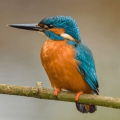 Flight of the Kingfisher.mp3