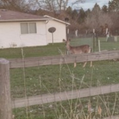 trying to be midwest emo so bad (ft. kerel)