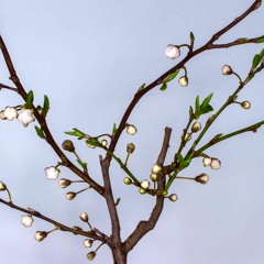 [FREE] RZA x GZA Type Beat - "Plum Tree" TAGGED