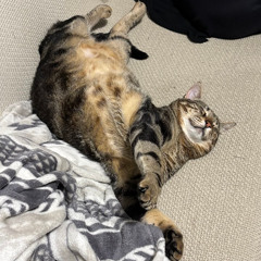 Week Sound 1 - House Sounds ("Food and Dusty")