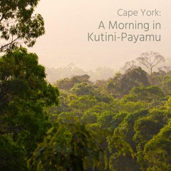 'A Morning in Kutini-Payamu' - Album Sample. Recorded in Iron Range NP, Queensland