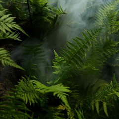 Rainforest Reverie