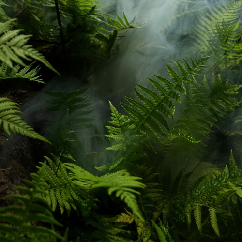 Rainforest Reverie