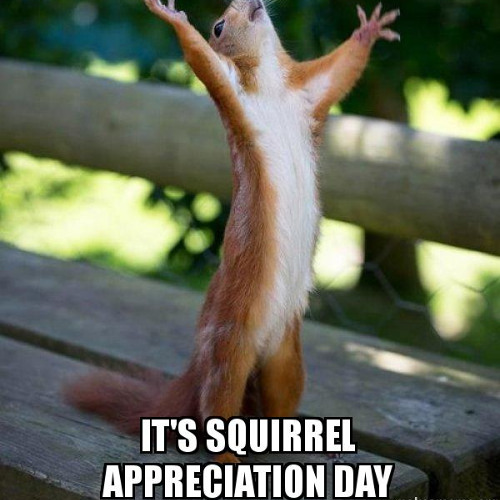 SQUIRREL APPRECIATION DAY 2025 MEMES intelligence overview