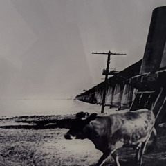 Catching Flies /Demo