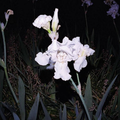 subliminal bundle┊L'autre valse d'amélie.mp3┊cathedral record-calming noises┊requested