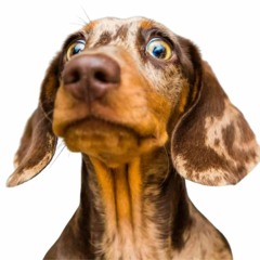 Dapple Dachshund Dog - Know Their Amazing Fun Facts Today!