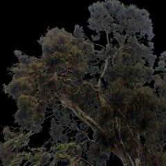 2020.04.19 Fruit Bats Feeding on Flowering Suburban Gum Trees: Time and Pitch Shifted.