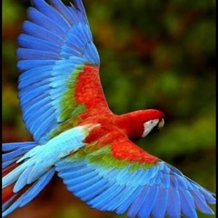Fly Away
