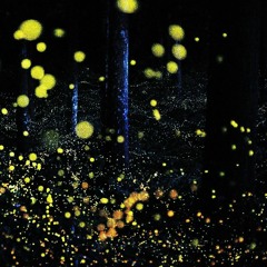 fireflies (cover)