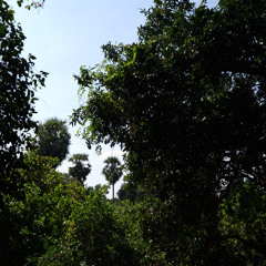 Les Murmures d'Auroville