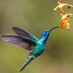 Slam this World - Colibrì edit