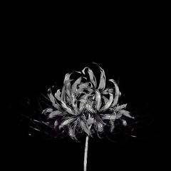 Blissful lights - Slowed