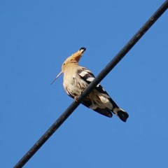 이어피더 7주차