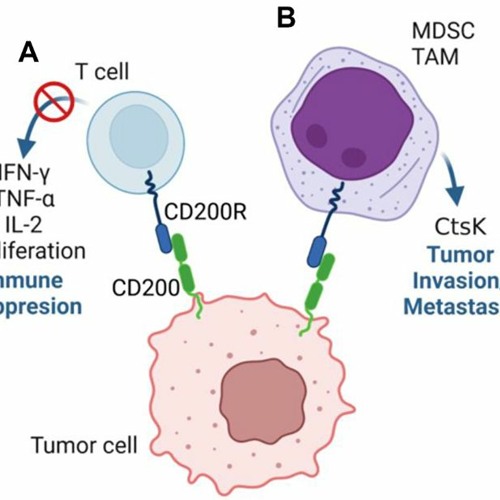 Cd200 Function Stream episode Immunoregulatory Protein CD200 as Potentially Lucrative ...
