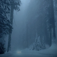 snowy owl forest