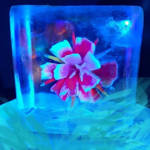 Stream Ice Me Out tiktok length (well kinda) by ₭ Listen online for