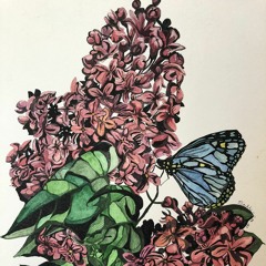 ライラック