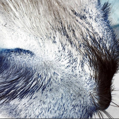 Felina