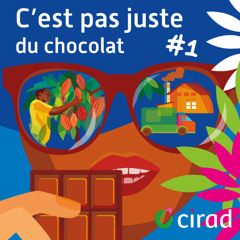 La maladie qui ravage les cacaoyers - S6E1