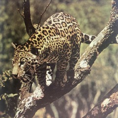 Jaguar Om