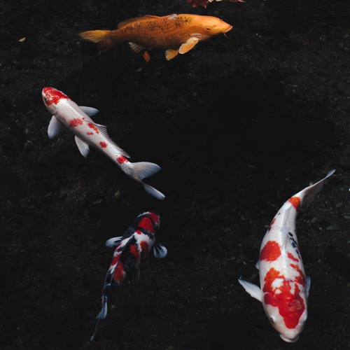 koi fish online