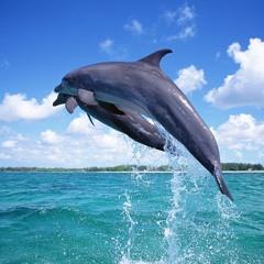 Take The Plunge