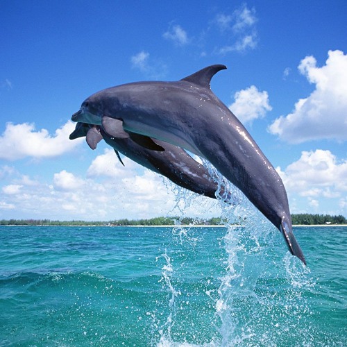 Take The Plunge
