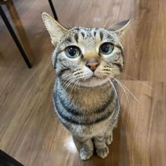 theo - burger