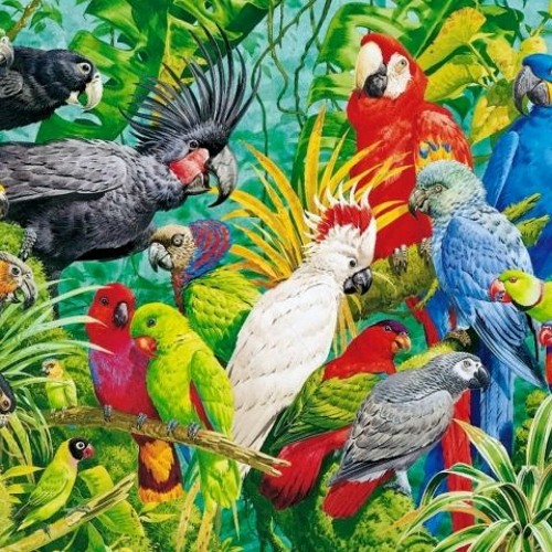 Birds Of Paradise Volume 3
