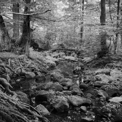 Field Recording - Rybník Švejcar