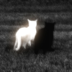 Devi McCallion - I want things to be beautiful [ 𝙨𝙡𝙤𝙬𝙚𝙙  𝙧𝙚𝙫𝙚𝙧𝙗 ]