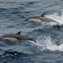 DOLPHINS