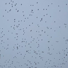 BIRDS (everywhere all over the place )