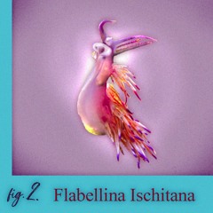 SCHNECKEN DER WELT #2: Flabellina Ischitana (Violettrote Fadenschnecke)