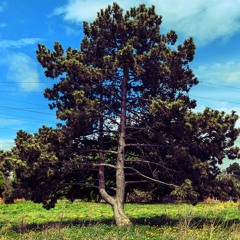 S4
