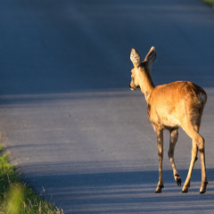 Animaux errants sur les voies : les mesures en place pour protéger conducteurs et animaux !