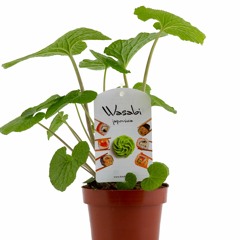 Wasabi