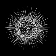 RADIOLARIANS 017 / JOANNA OJ