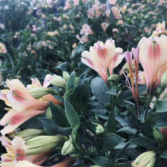 Someday We'll Know / Your Song Mash up