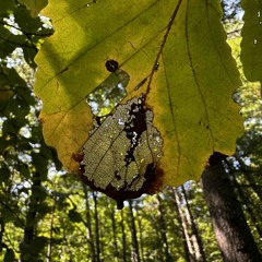 texasinstruments-tagabow-cover.wav