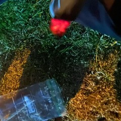 7981 Kal Ft TJ Porter - With Me