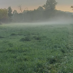 Nebelwelt Panik