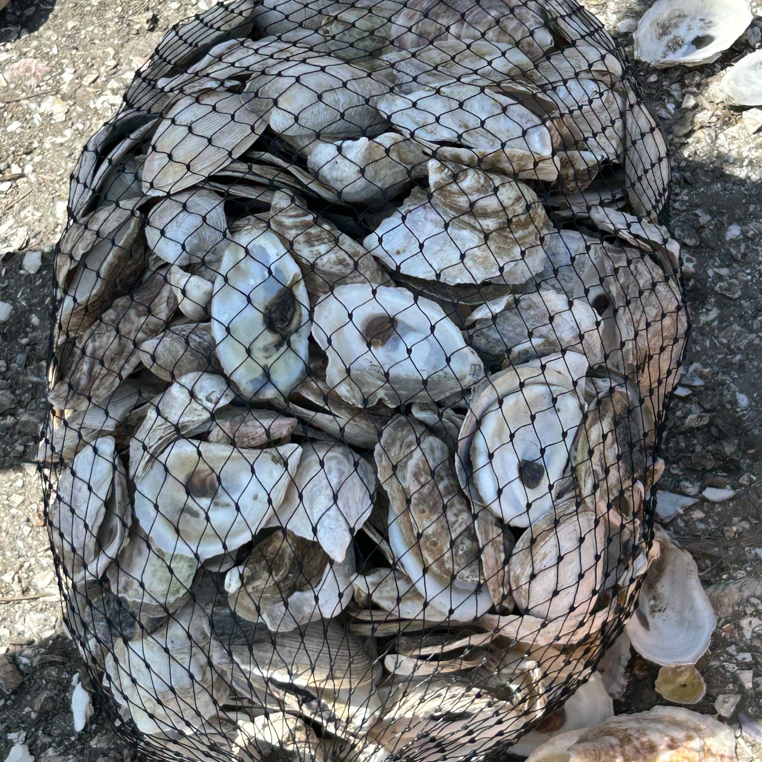 Chaos in the Climate System, Oyster Trash to Treasure, The Wit and Wisdom of Peter Dykstra and more. episode artwork