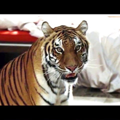 BLYNA "HANGING TIGER"